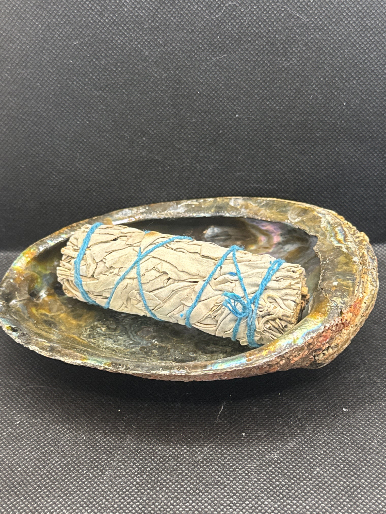 Abalone Shell 6-inch- Beautiful!