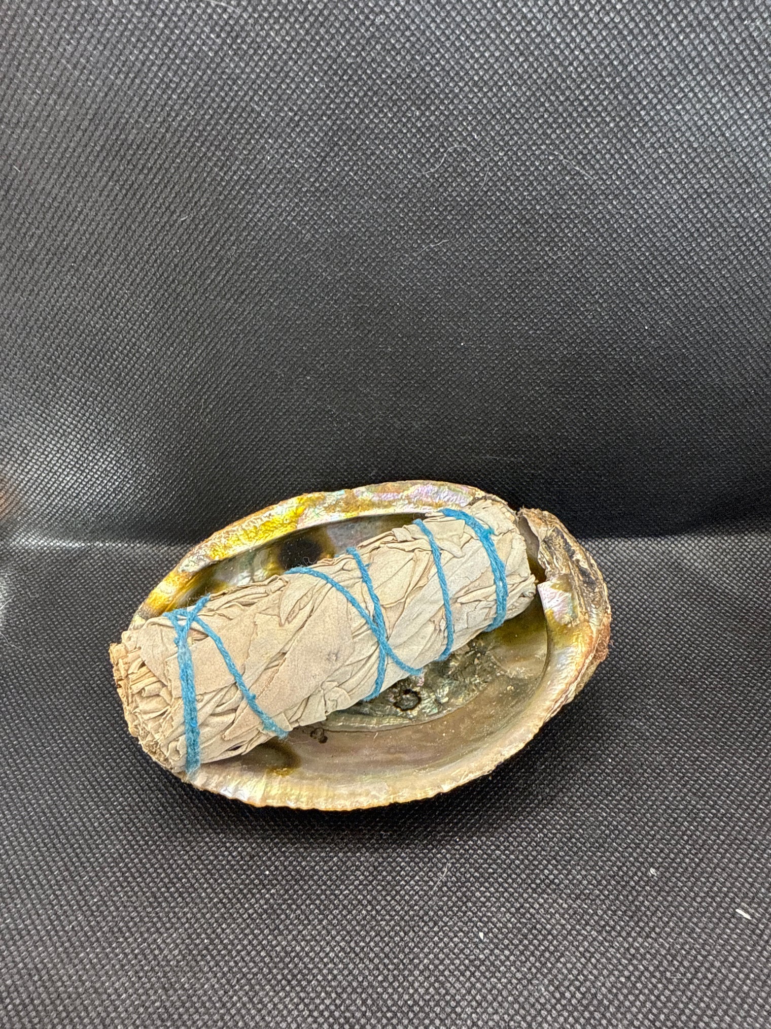 Abalone Shell 5 inch (slightly imperfect)