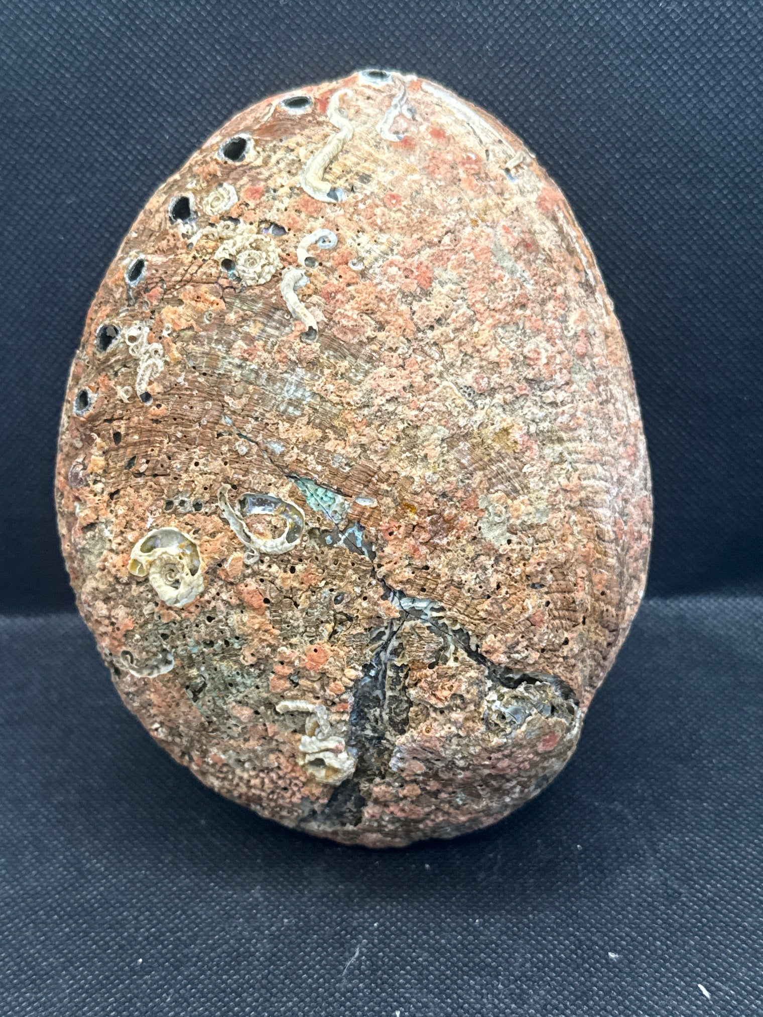 Abalone Shell 6-inch- Beautiful!