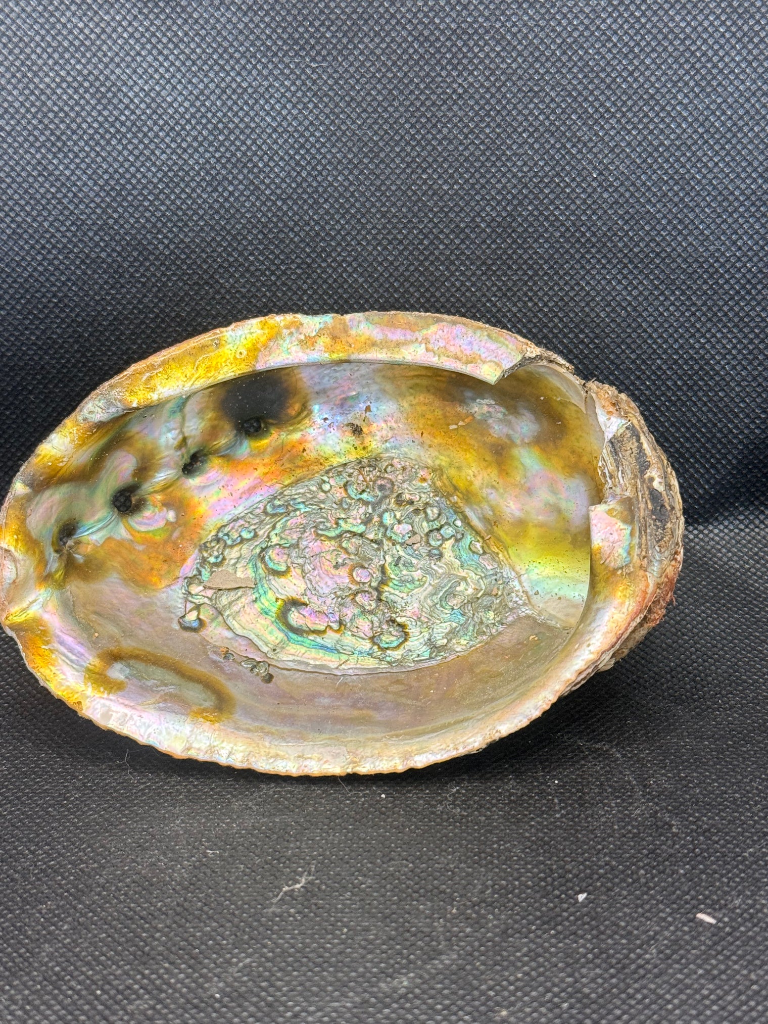 Abalone Shell 5 inch (slightly imperfect)