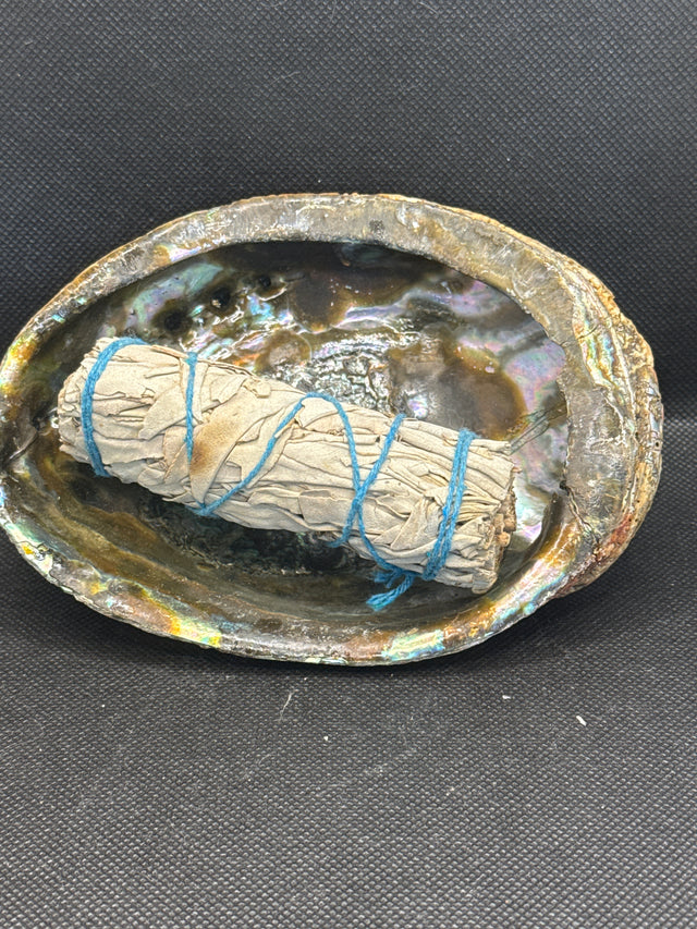 Abalone Shell 6-inch- Beautiful!