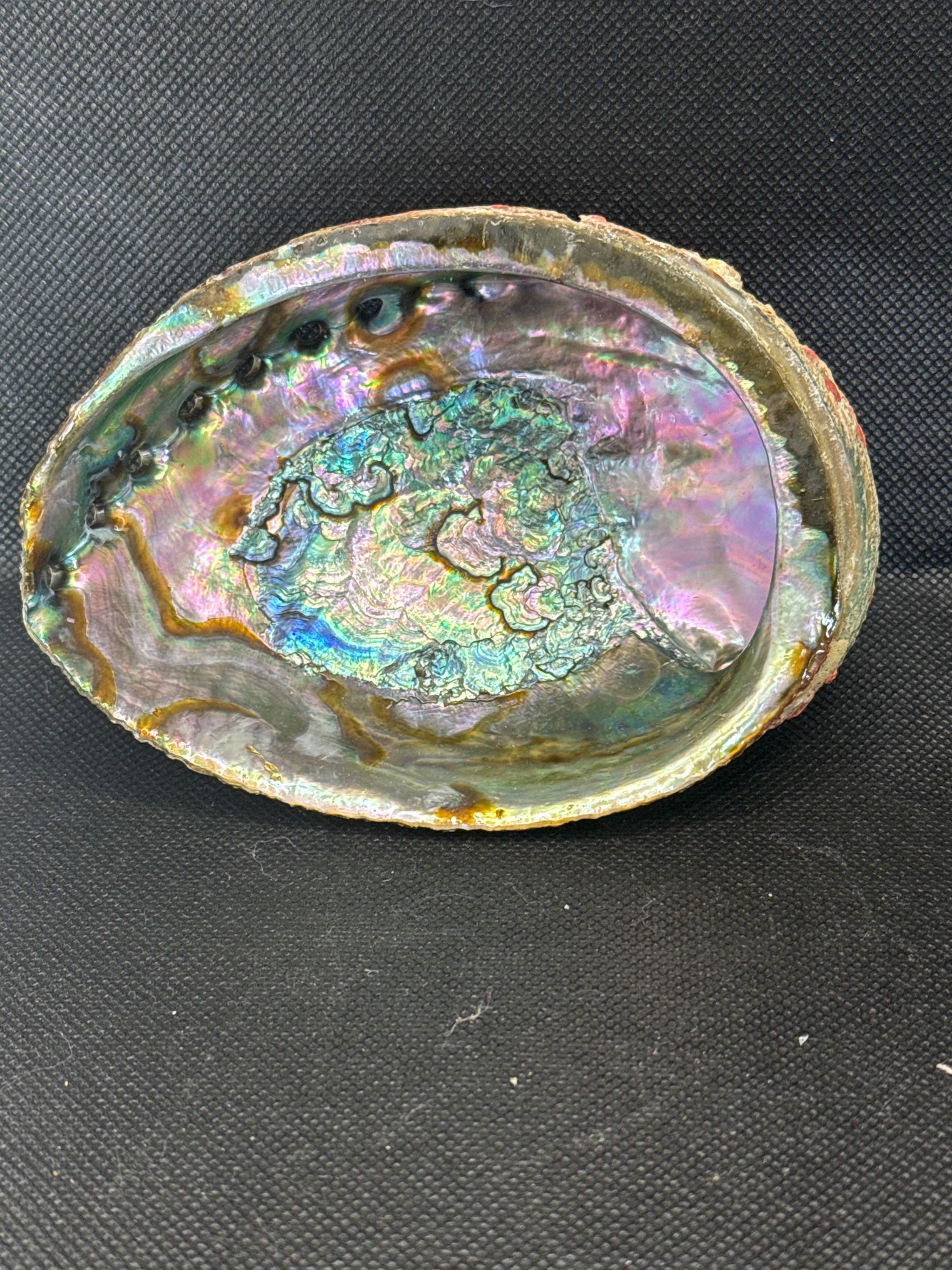 Abalone Shell 5 inch- Beautiful!