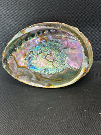 Abalone Shell 5 inch- Beautiful!