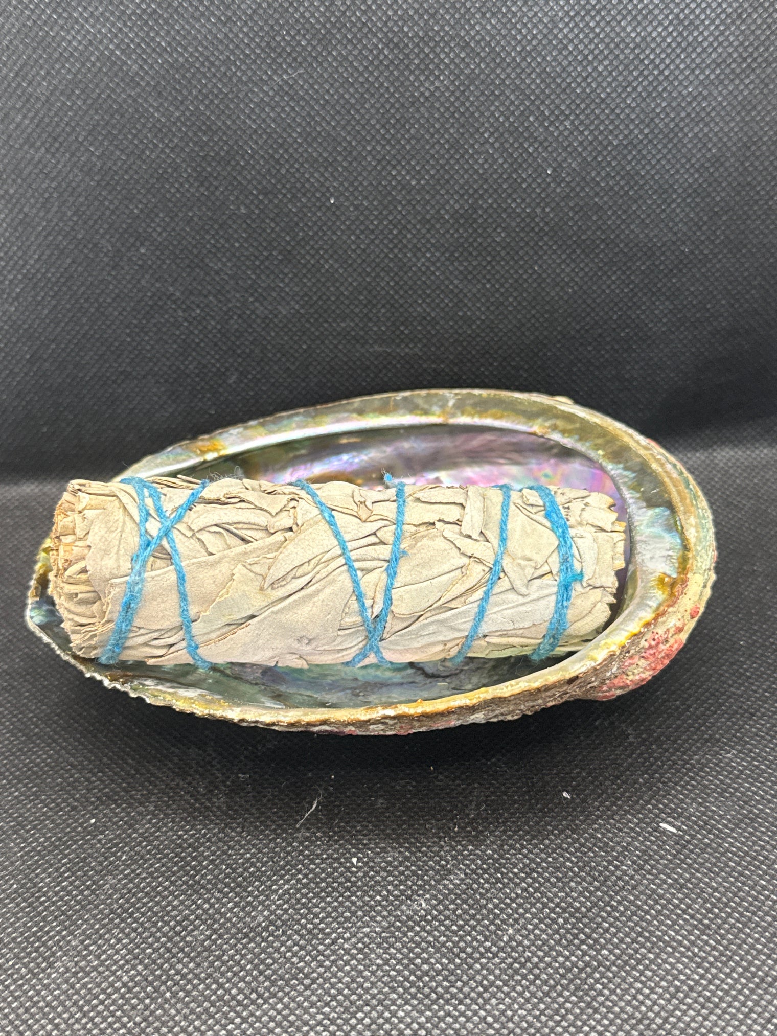 Abalone Shell 5 inch- Beautiful!