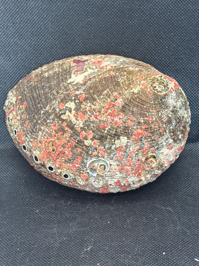 Abalone Shell 5 inch- Beautiful!