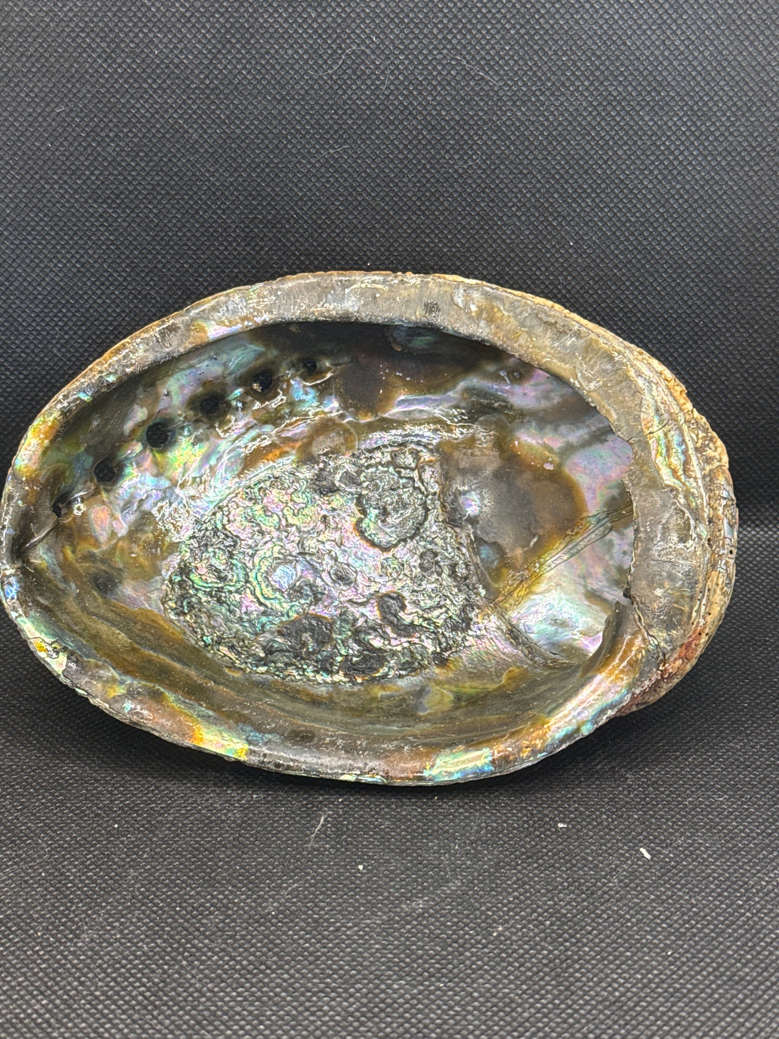 Abalone Shell 6-inch- Beautiful!
