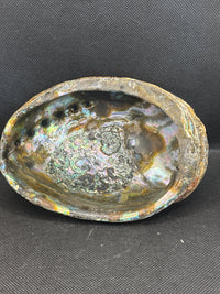 Abalone Shell 6-inch- Beautiful!