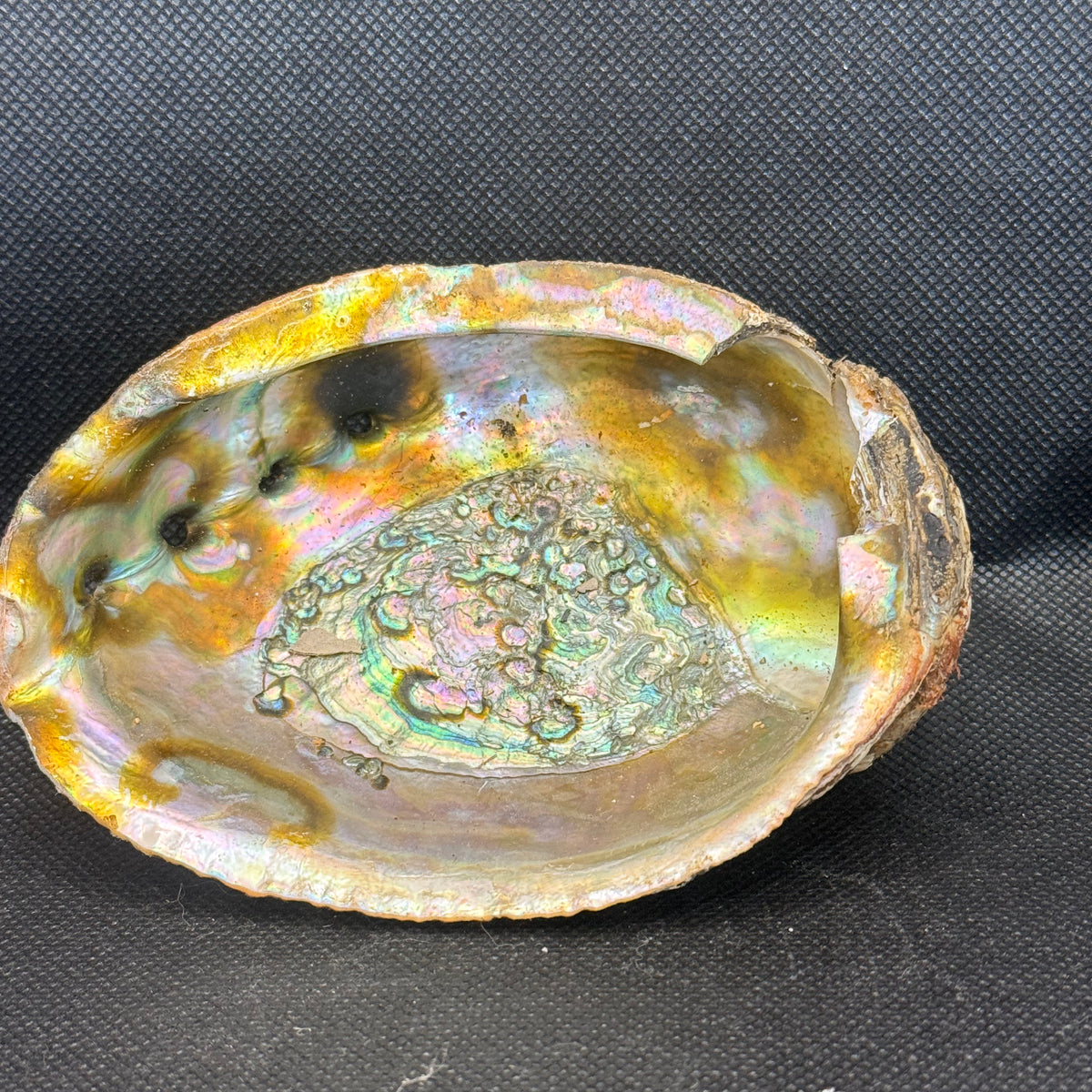 Abalone Shell 5 inch (slightly imperfect) – Infinite Treasures, LLC