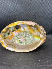Abalone Shell 5 inch (slightly imperfect)