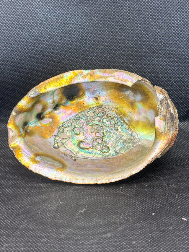 Abalone Shell 5 inch (slightly imperfect)
