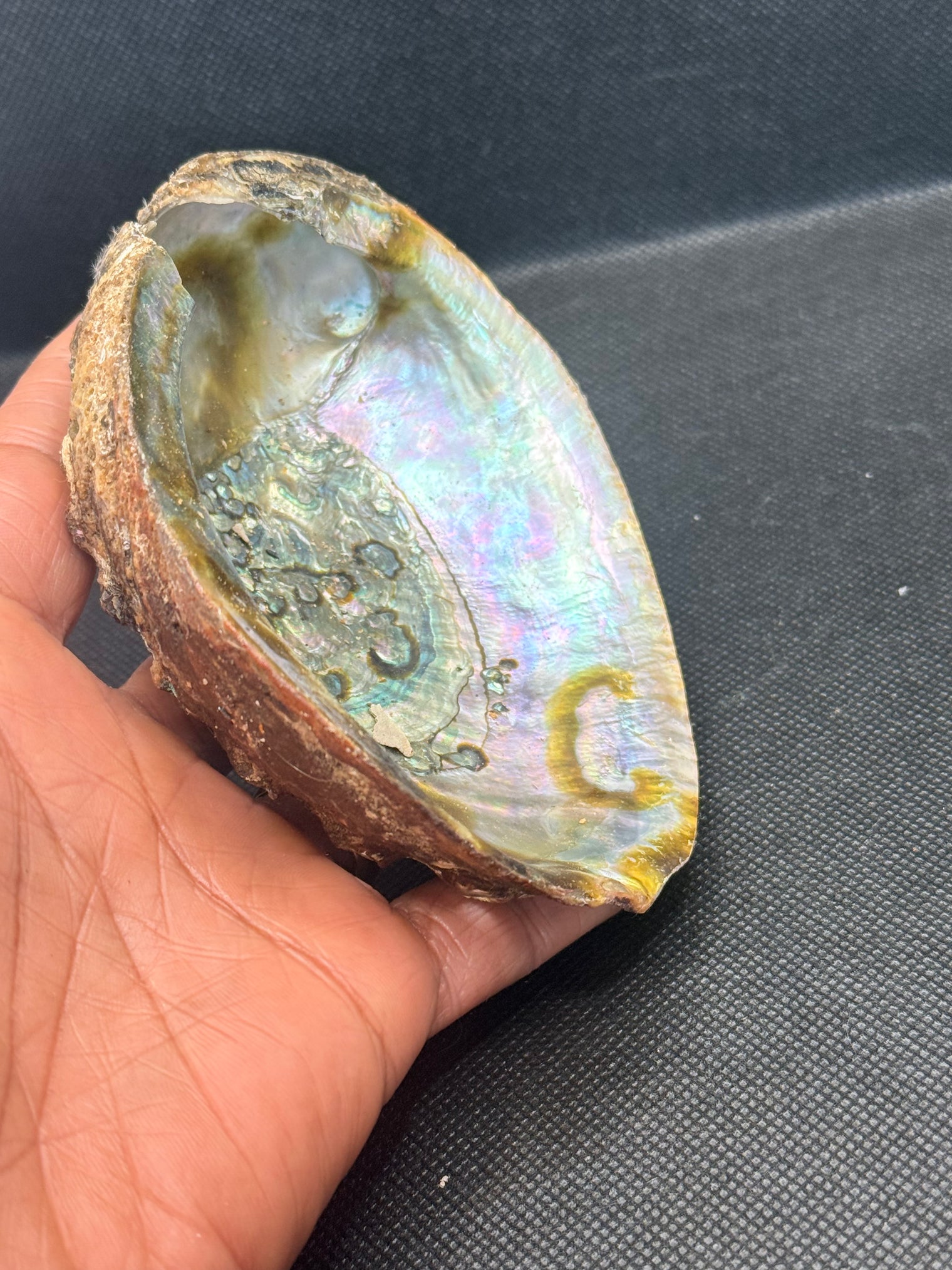 Abalone Shell 5 inch (slightly imperfect)