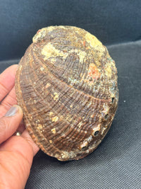 Abalone Shell 5 inch (slightly imperfect)